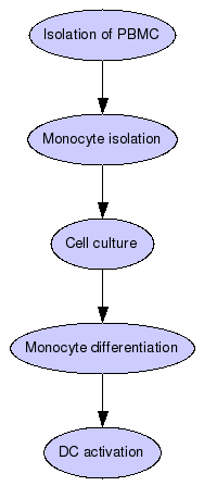 DCs differentiation and stimulation Graph